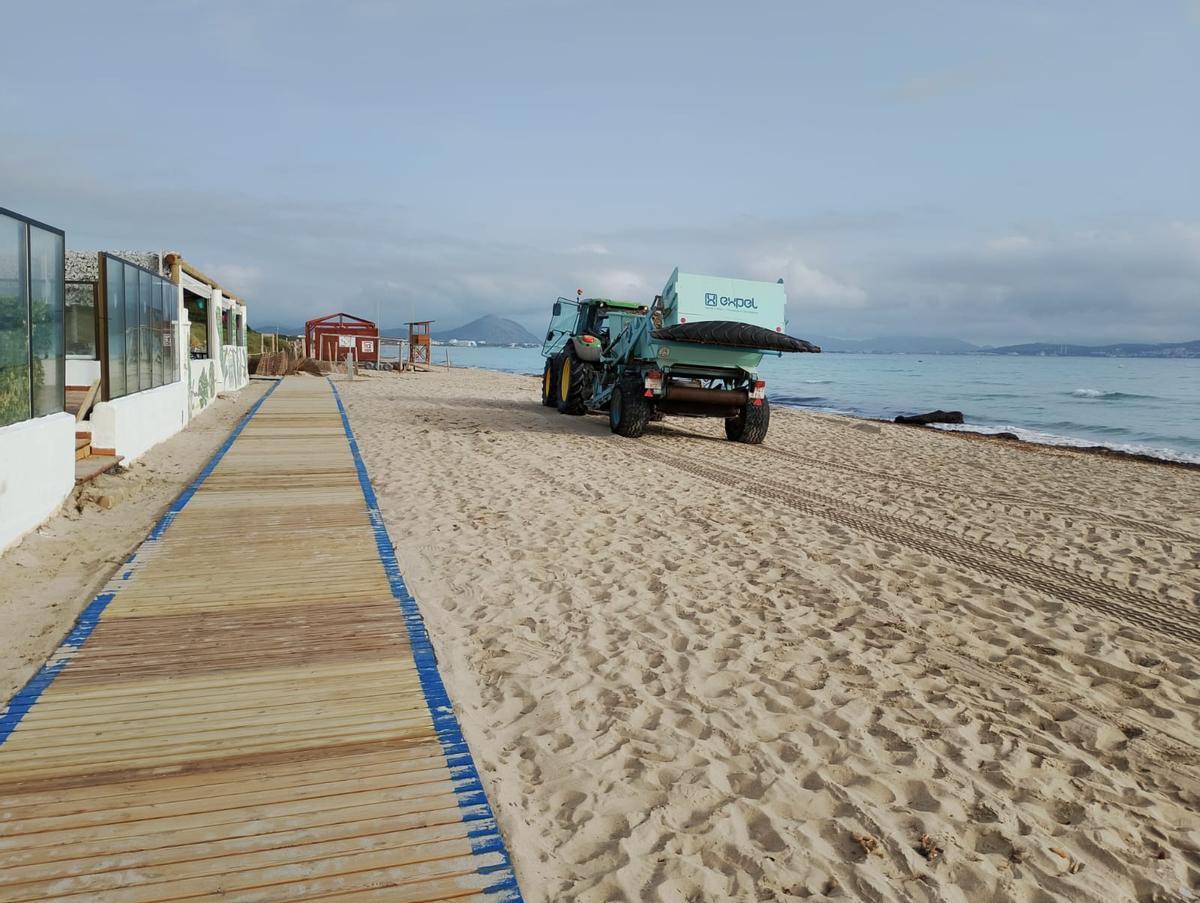 Un tractor contratado por el Ayuntamiento trabaja en la puesta a punto de la playa de Can Picafort.