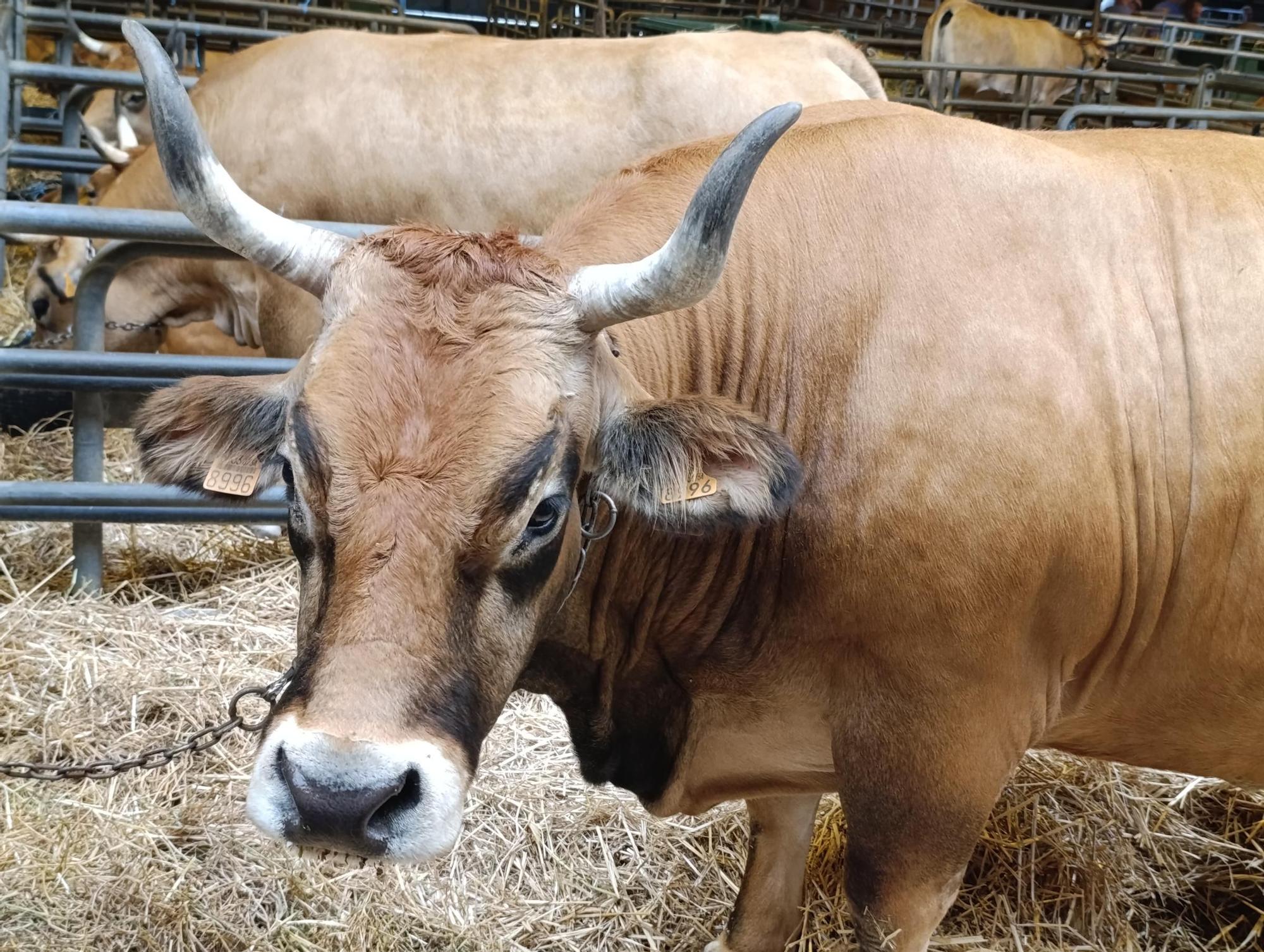 Arranca Agrosiero en La Pola