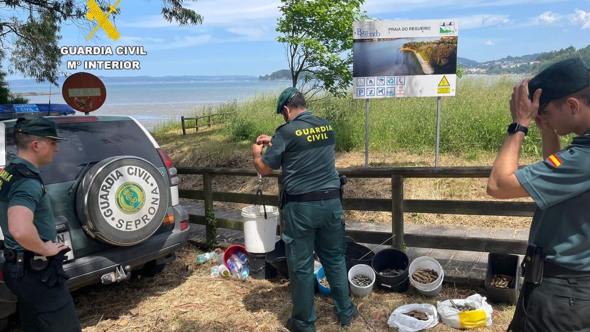 La Guardia Civil identifica a 10 furtivos a los que decomisaron 50 kilos de marisco en una playa de Bergondo