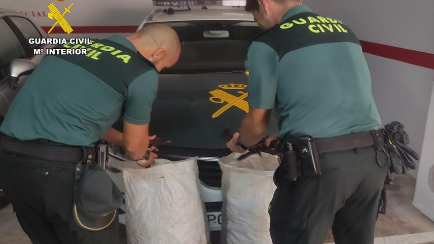 Investigan a otra banda que se dedicaba a robar algarrobas en la Vega Baja