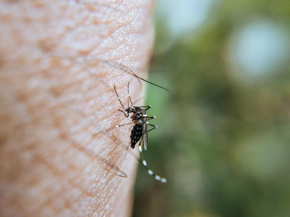 El dengue se transmite por las picaduras de los mosquitos hembra