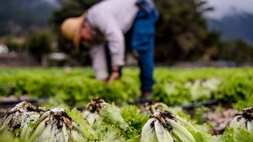 Augmenta la superfície agrària ecològica