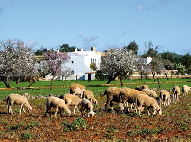 Paisaje interior Ibiza