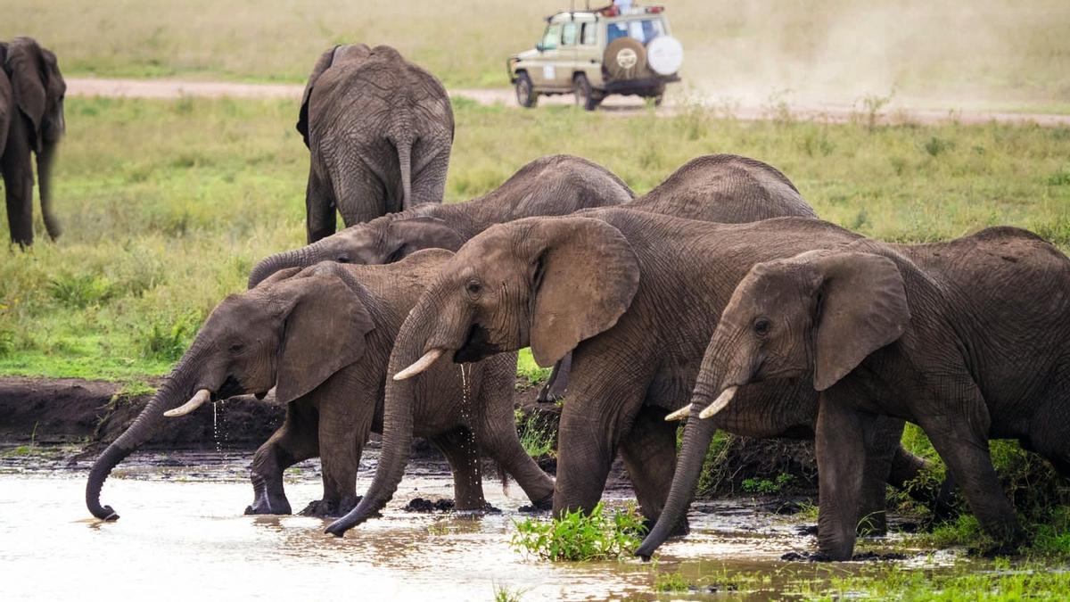 II Expedición VIAJAR: del Serengeti al Ngorongoro