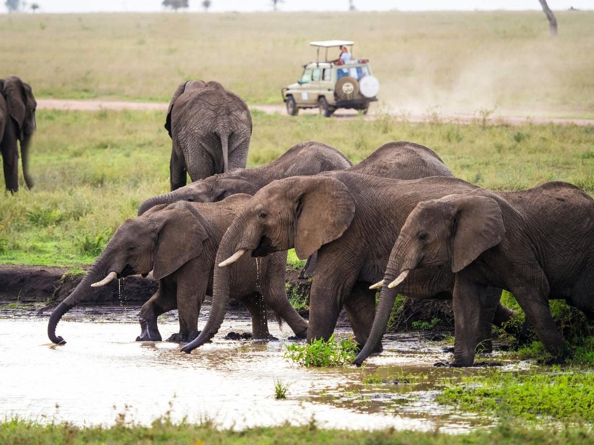 Elefantes del Serengeti Elefantes del Serengeti