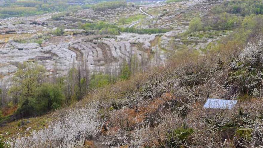 El Valle del Jerte mira a Japón