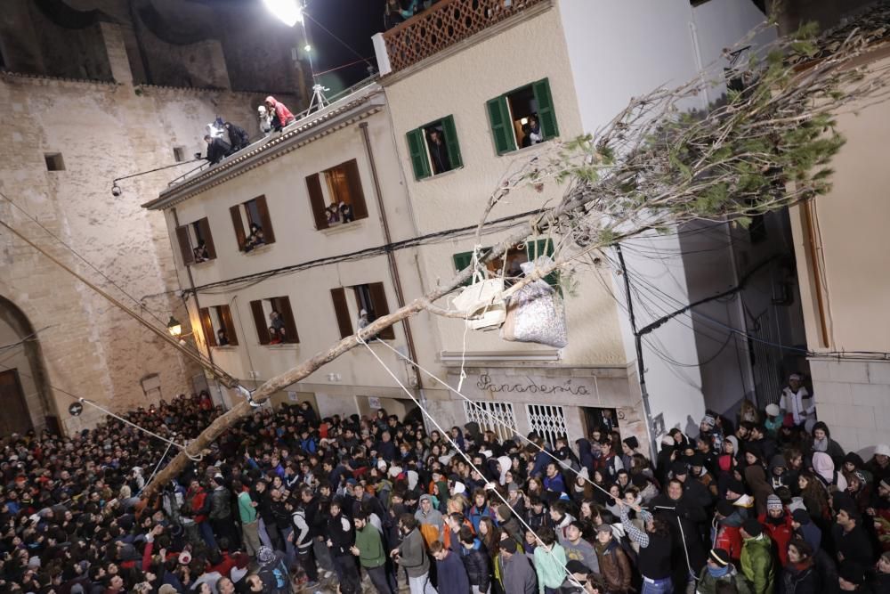 Auch dieser Brauch gehört zu Sant Antoni auf Mallorca: In Pollença wird ein eingeseifter Baumstamm erklommen. Sieger am Dienstag (18.1.) wurde trotz widriger klimatischer Bedingungen Sergi Gómez.