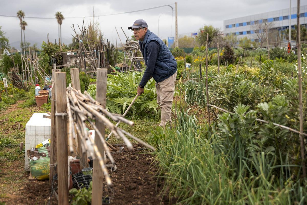 PALMA, ENTREVISTA A JULIO QUE HA CREADO EL HUERTO MAS CREATIVO DE ASIMA.