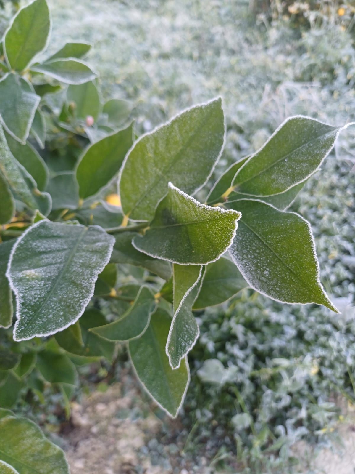 Así han amanecido muchos cultivos de la Vega Baja y el Camp d´Elx: bajo la escarcha