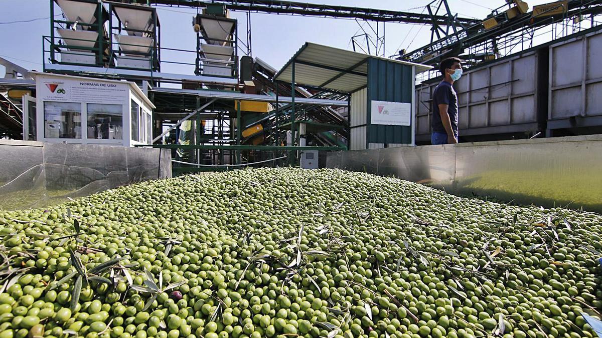 Imagen de la aceituna recogida en una cooperativa de la provincia.