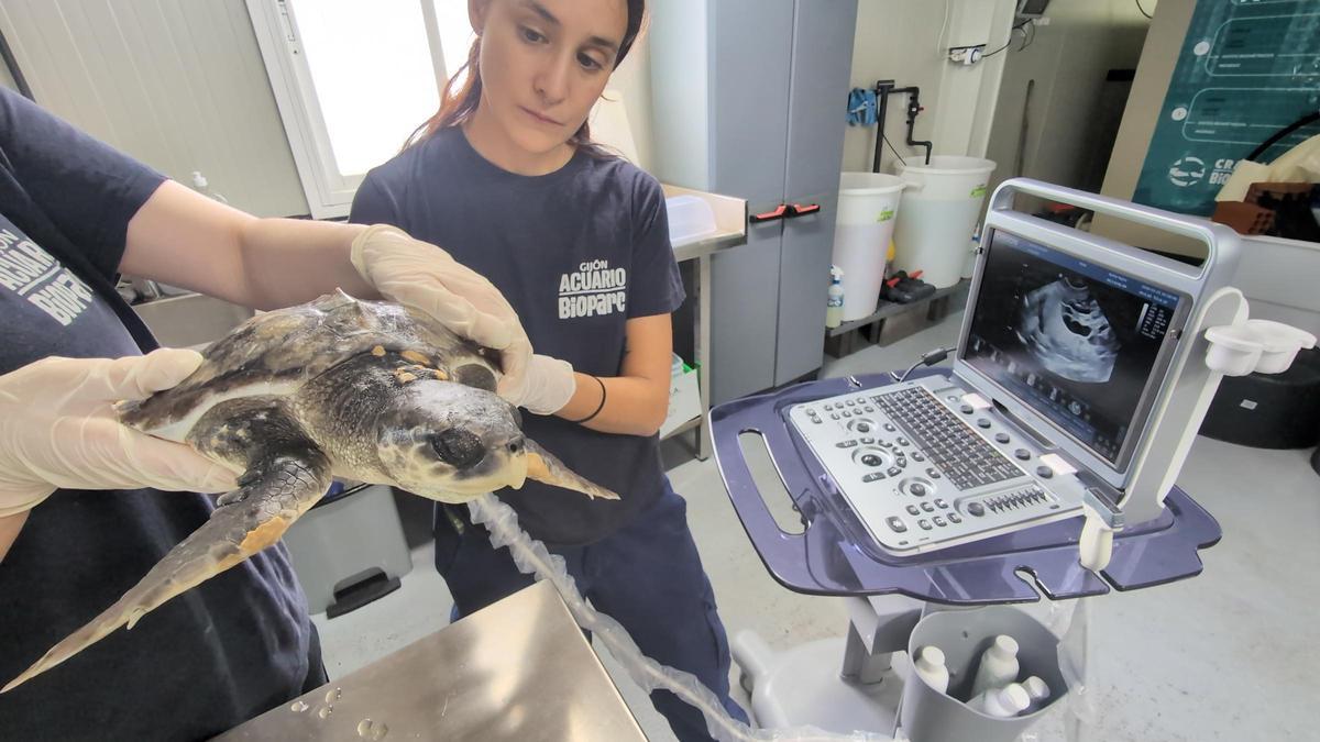 El animal, sometido a una ecografía.