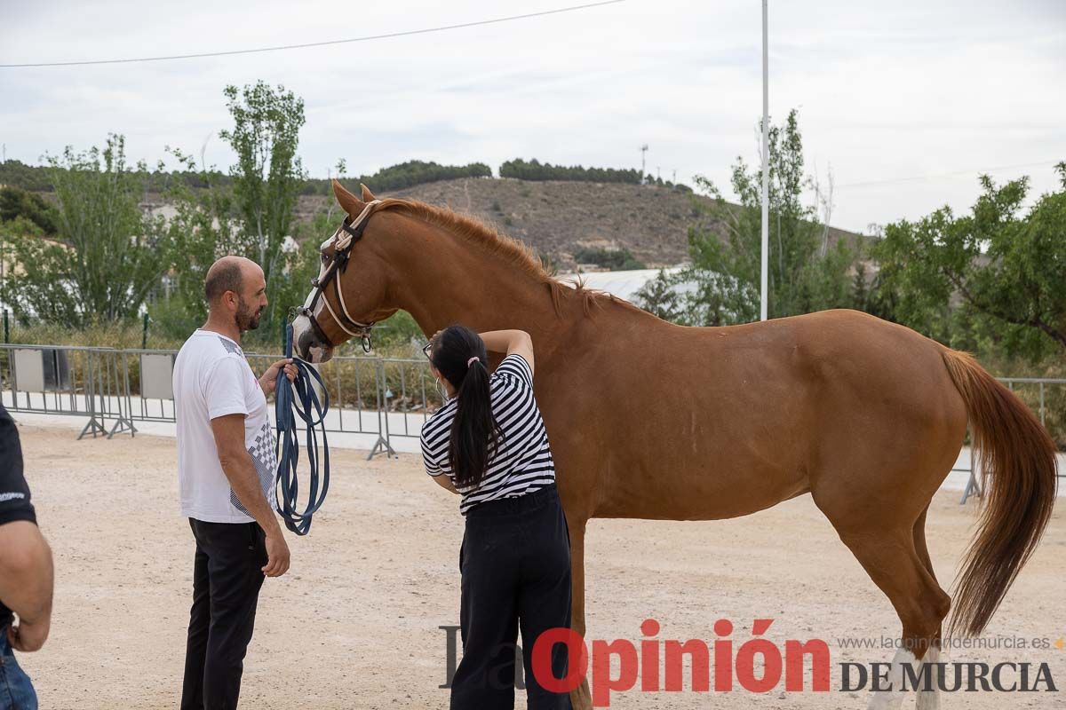 Control veterinario de los Caballos del Vino en Caravaca