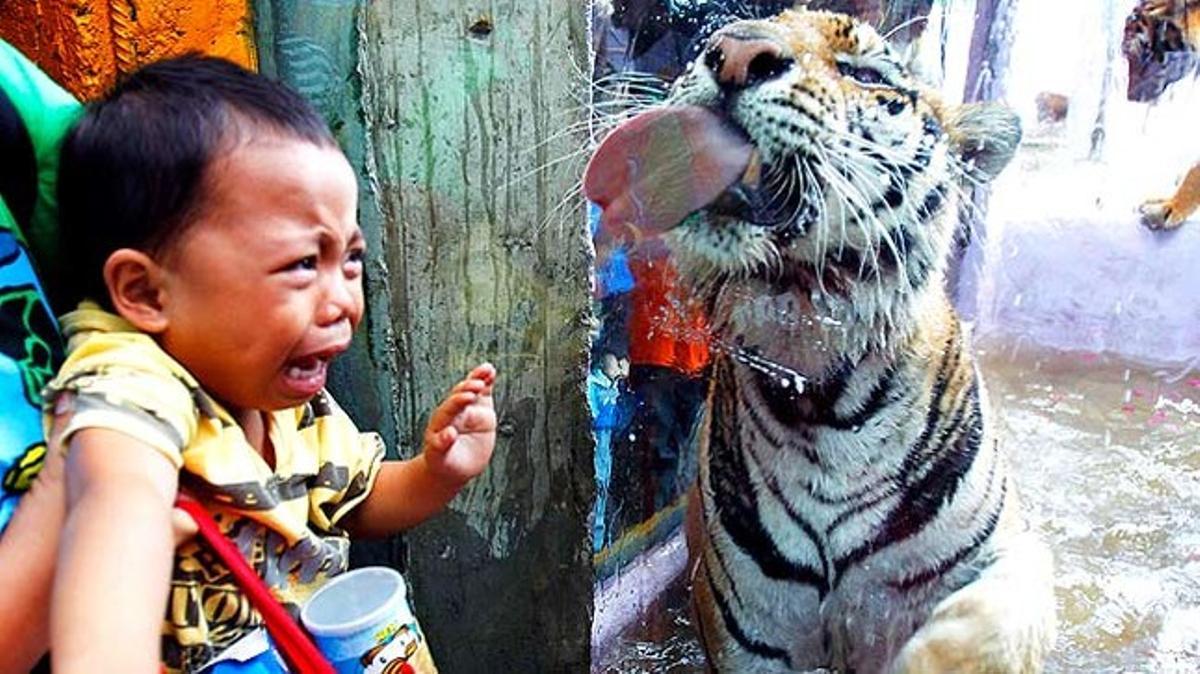 Un nen plora de por davant un tigre de Bengala durant la seva visita al zoològic de Malabón a les Filipines.