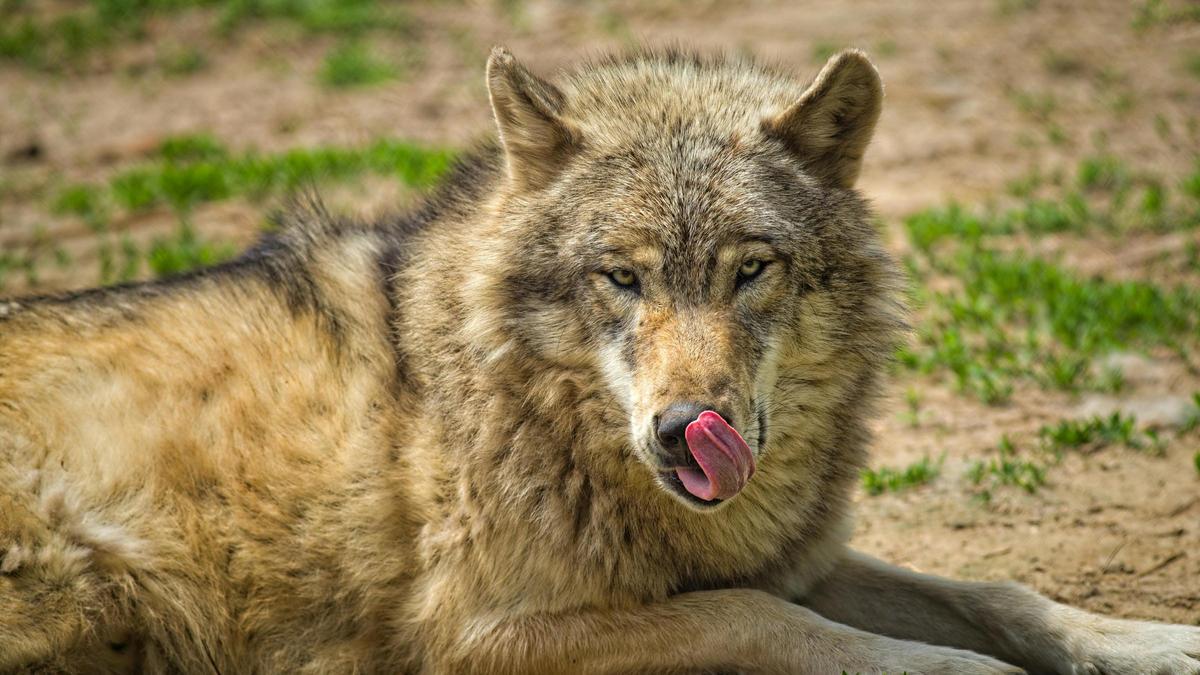Lobo en libertad.