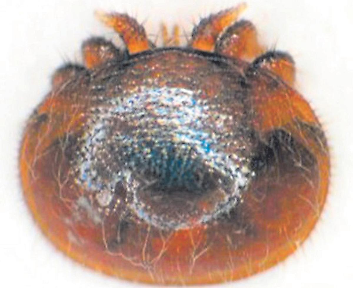Imagen del ácaro varroa, también llamado Varroa Destructor.