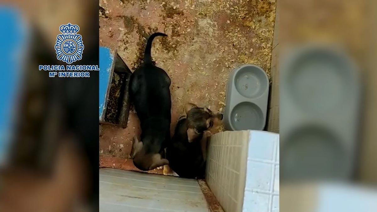 Desmantelado un criadero ilegal de perros en Badajoz