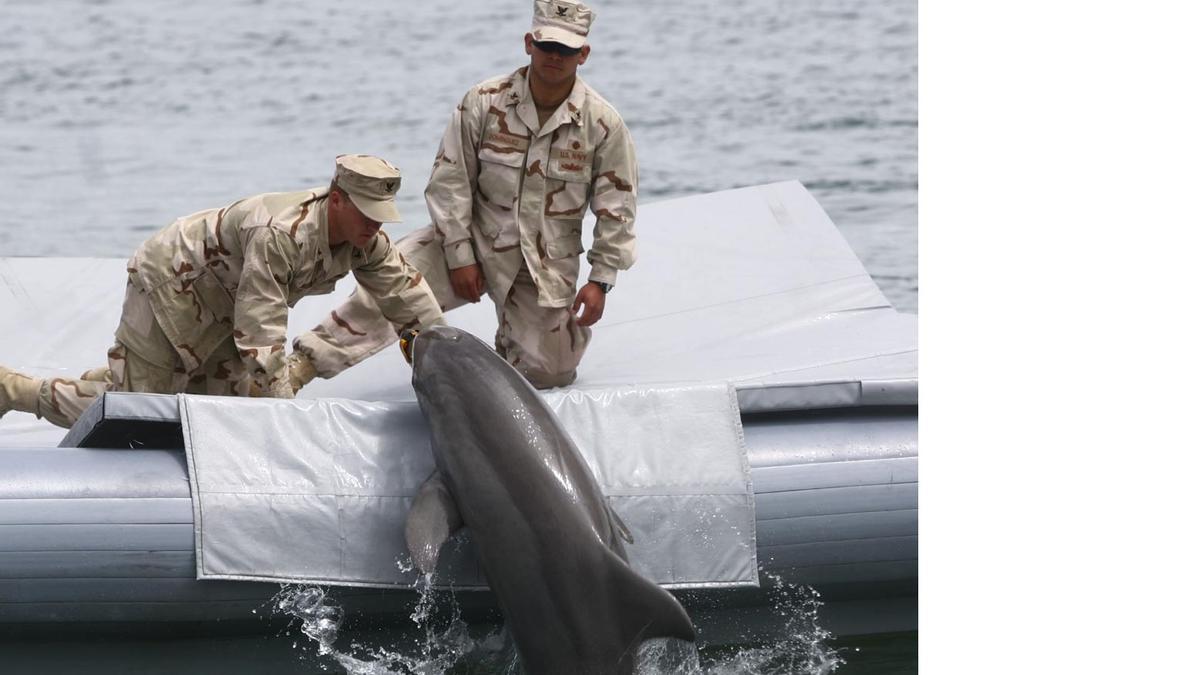 Delfín en una base militar