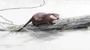Nutria 1200x675