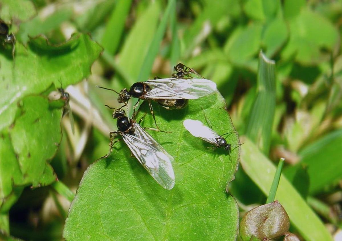 Hormigas voladoras