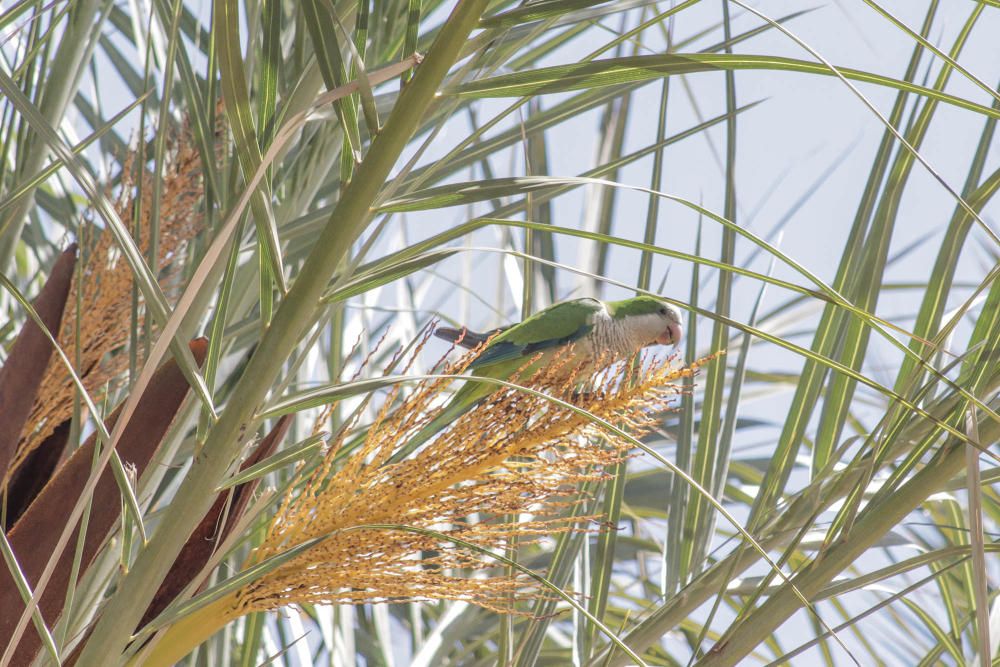 Las cotorras argentinas "toman" los parques de Torrevieja y desplazan a otras especies