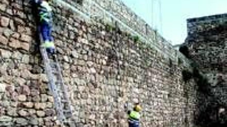 Retiran las malas hierbas de los tramos de muralla