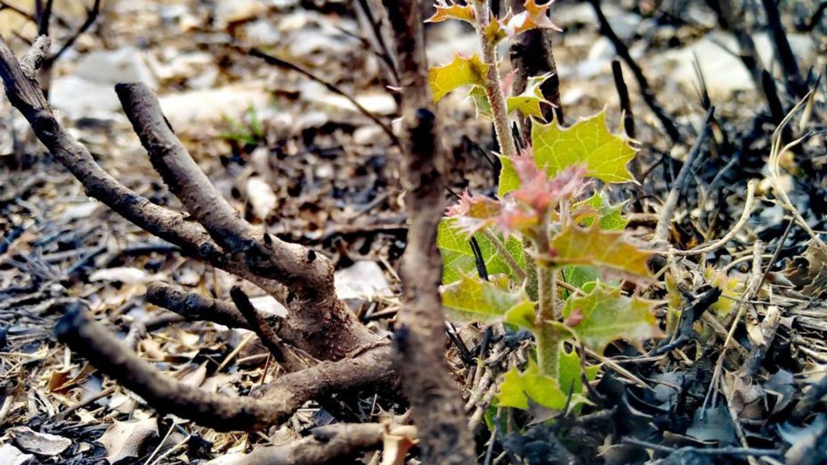 Un brote de un roble, en la zona del incendio.  | LEVANTE-EMV