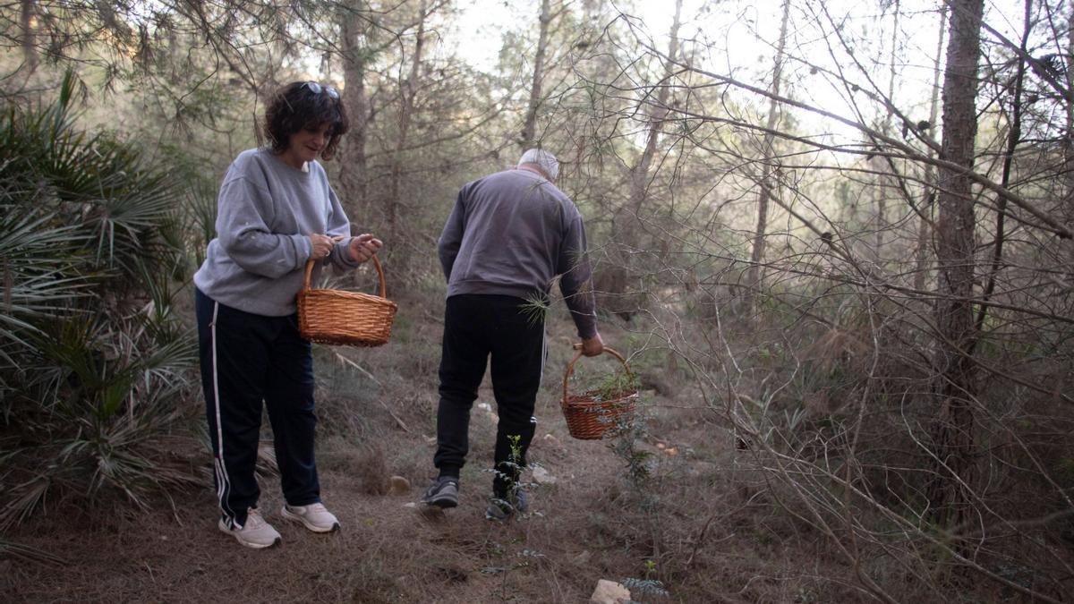 Dos personas recogiendo setas en la Serra Grossa.
