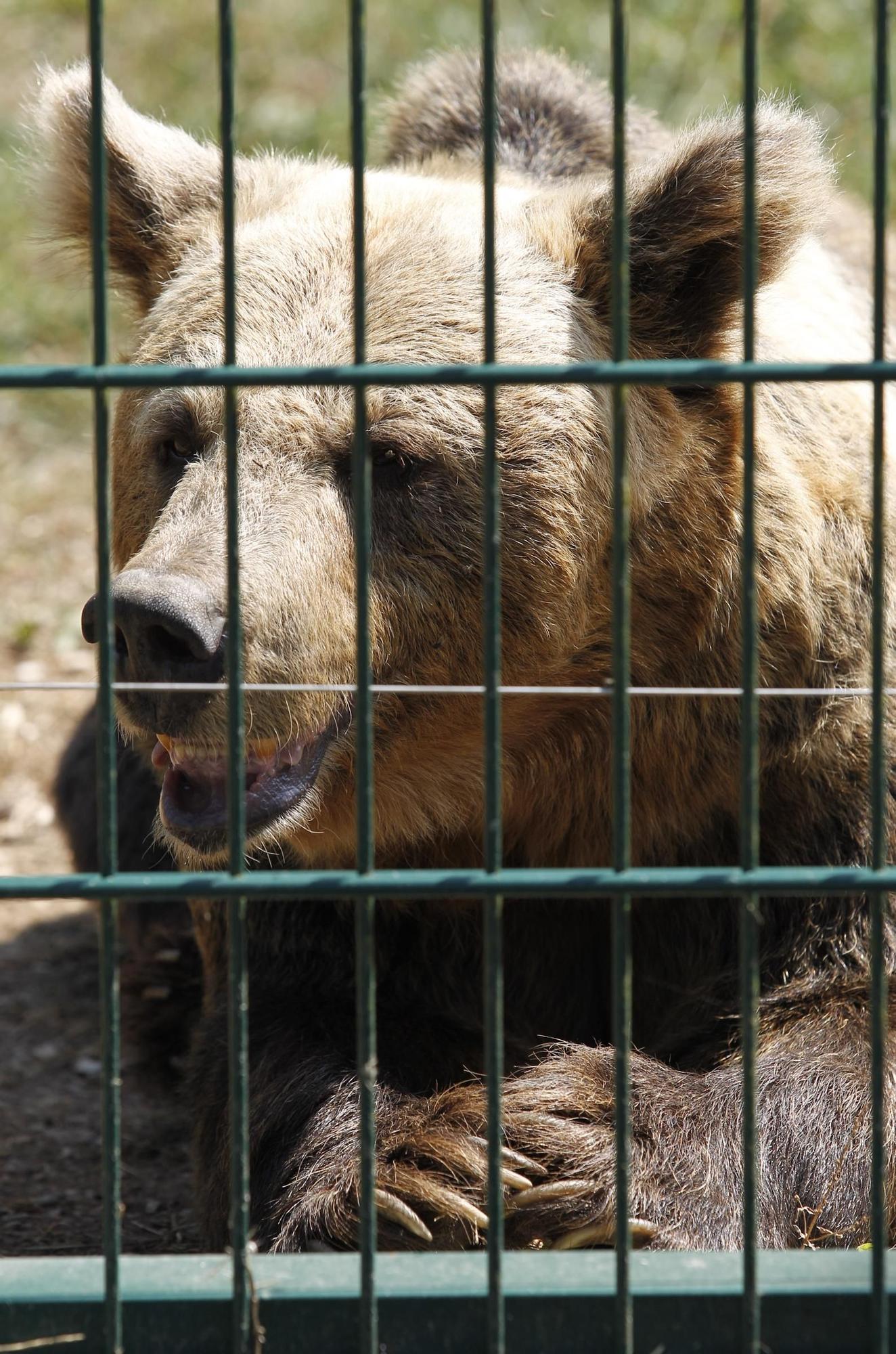 EN IMÁGENES: Así fue la vida de la osa "Paca" en el cercado de los Valles del Trubia