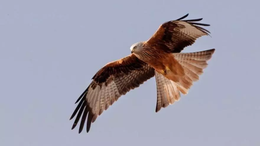 Rescatan un milano real que llevaba varios días enganchado con una cuerda en un árbol