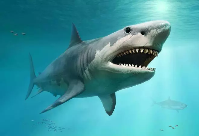 ¿Cómo era el megalodón, el tiburón gigante prehistórico?