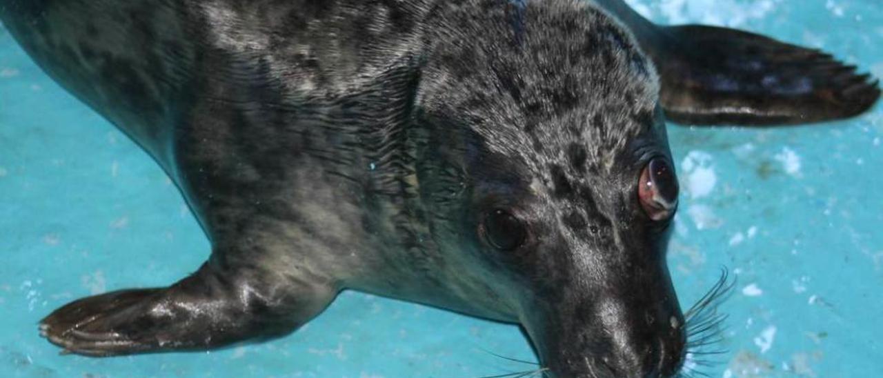 La foca &quot;Bertín&quot;, en el centro de recuperación de La Mata.