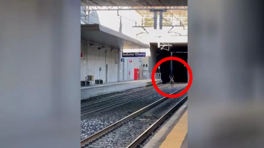 Un ciervo irrumpe en las vías de una estación de tren en Italia