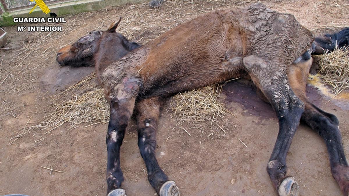 Imagen del animal muerto por desnutrición distribuida por la Guardia Civil.