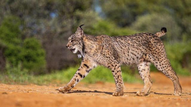 Un exemplar de linx ibèric, a Castella-la Manxa | AL CARRERA/SHUTTERSTOCK