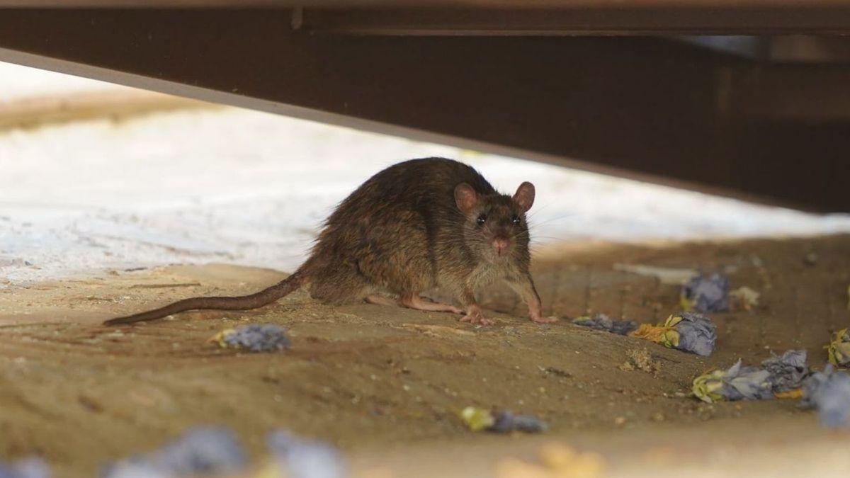 Una rata en el casco antiguo, cerca del parque de San Martín.