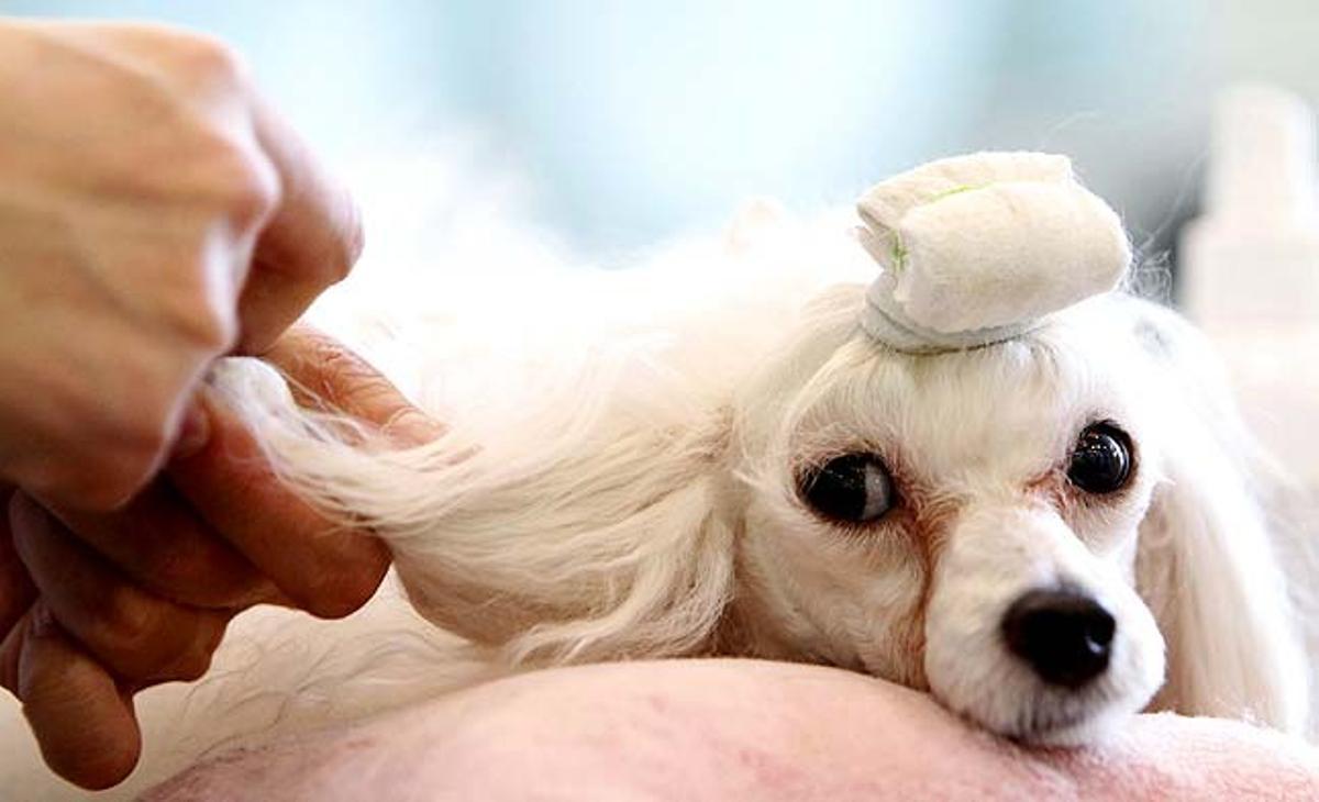 Vava, una gossa de tres anys, rep un tractament de luxe per a mascotes al centre Irion a Seül (Corea del Sud). Les instal·lacions compten amb un hospital, un hotel de luxe, un jardí d’infants, una sala de cures, una altra de formació i una botiga, tot per a animals de companyia.