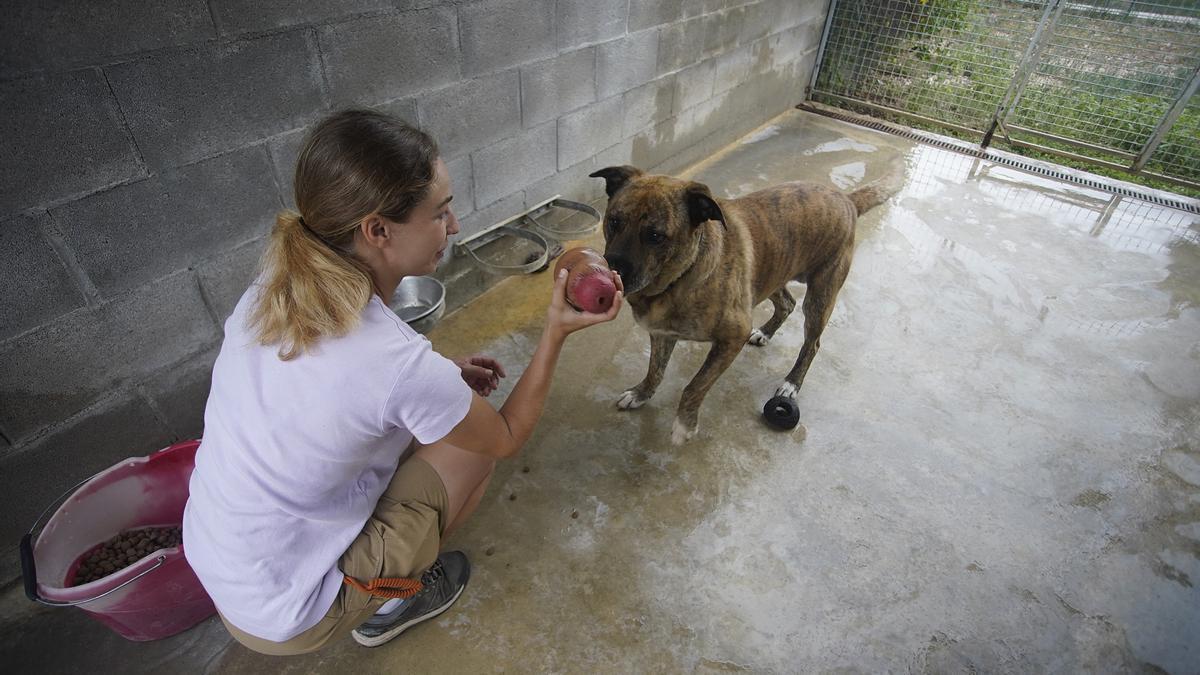 Treballadora de Rodamon alimentant un dels gossos. | DdG