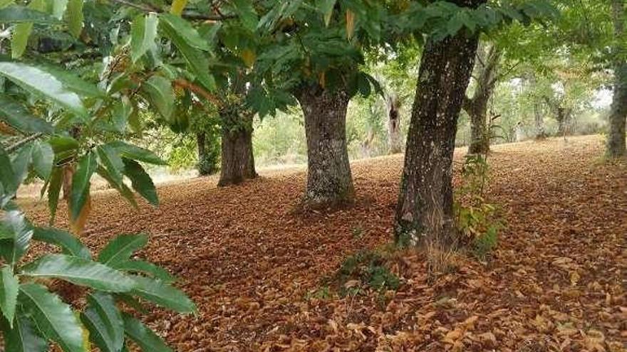 Uno de los montes ecológicos afectados. // FdV