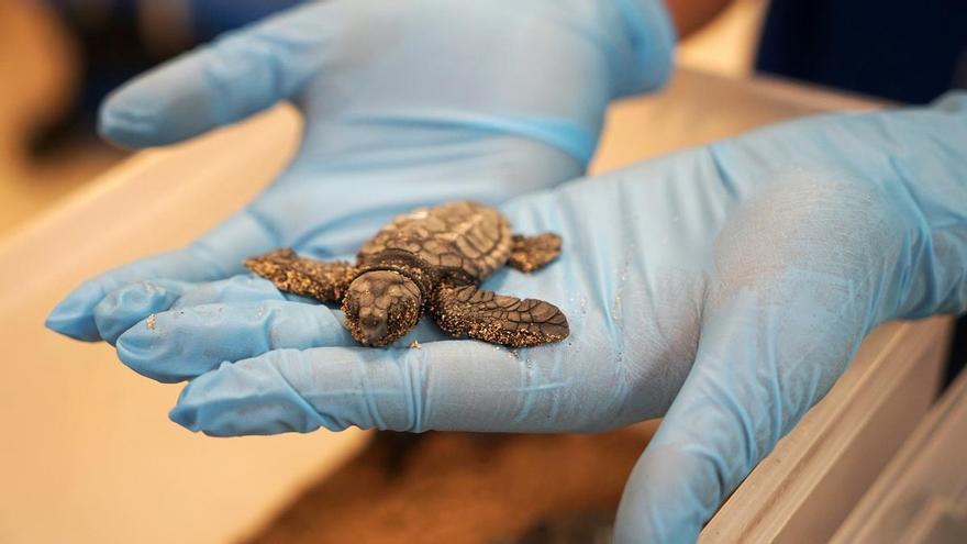 Eclosionan 70 tortugas marinas de un nido hallado en la playa de El Puig