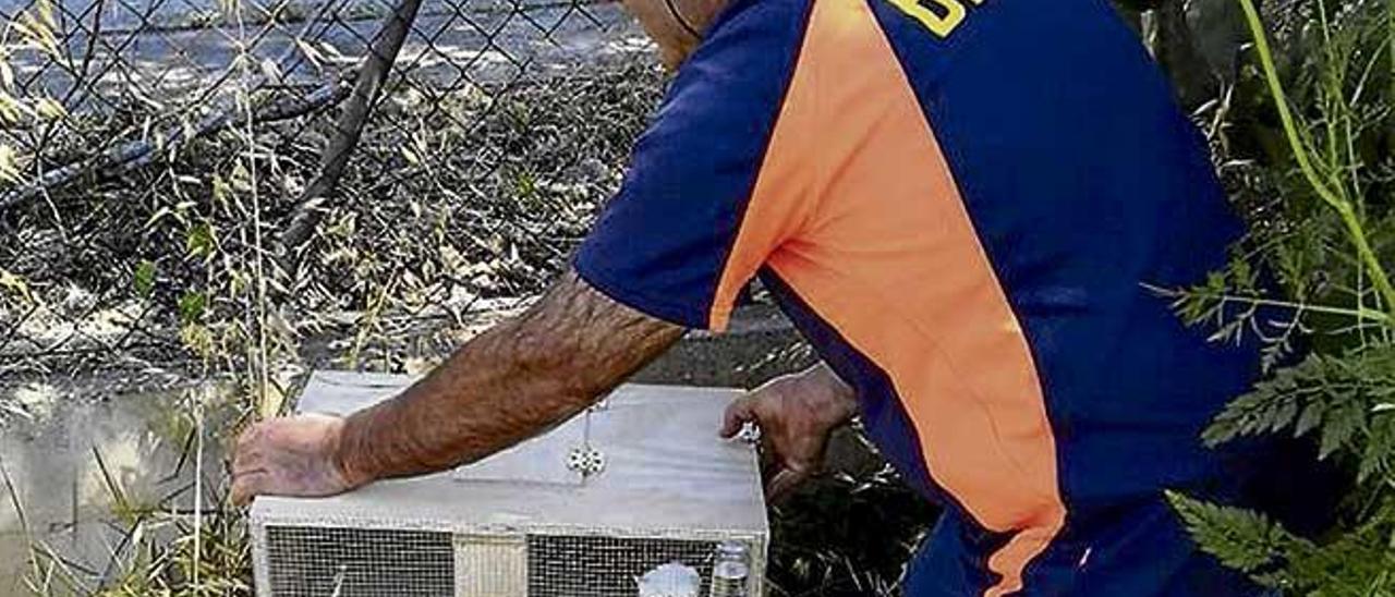 Un operario coloca una de las trampas en el vial.