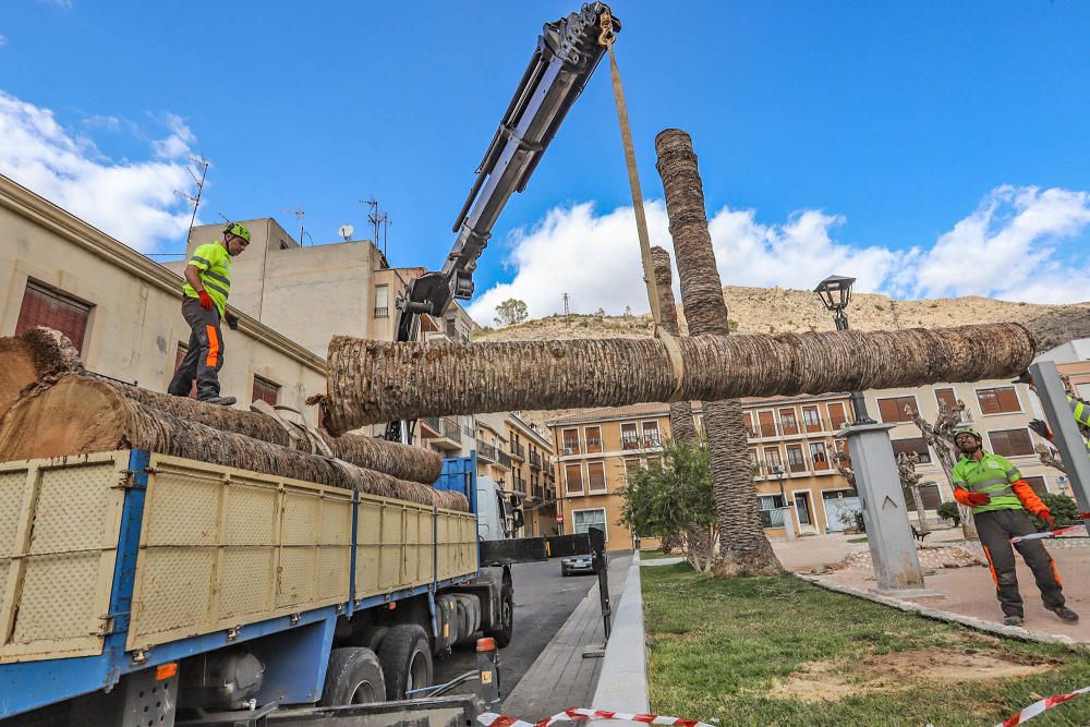 Así ha quedado la plaza de Santa Lucía de Orihuela tras retirar los troncos y tocones de 23 palmeras secas