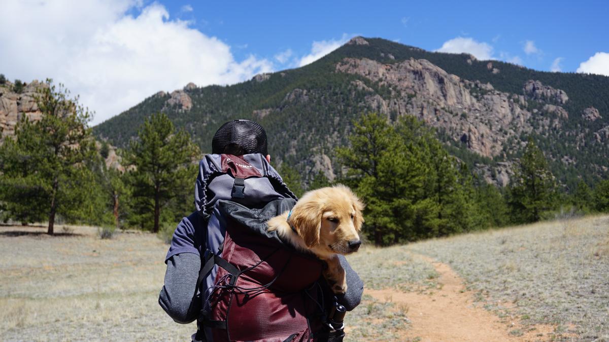 Perros de 40 kilos que pueden viajar ya en Renfe.