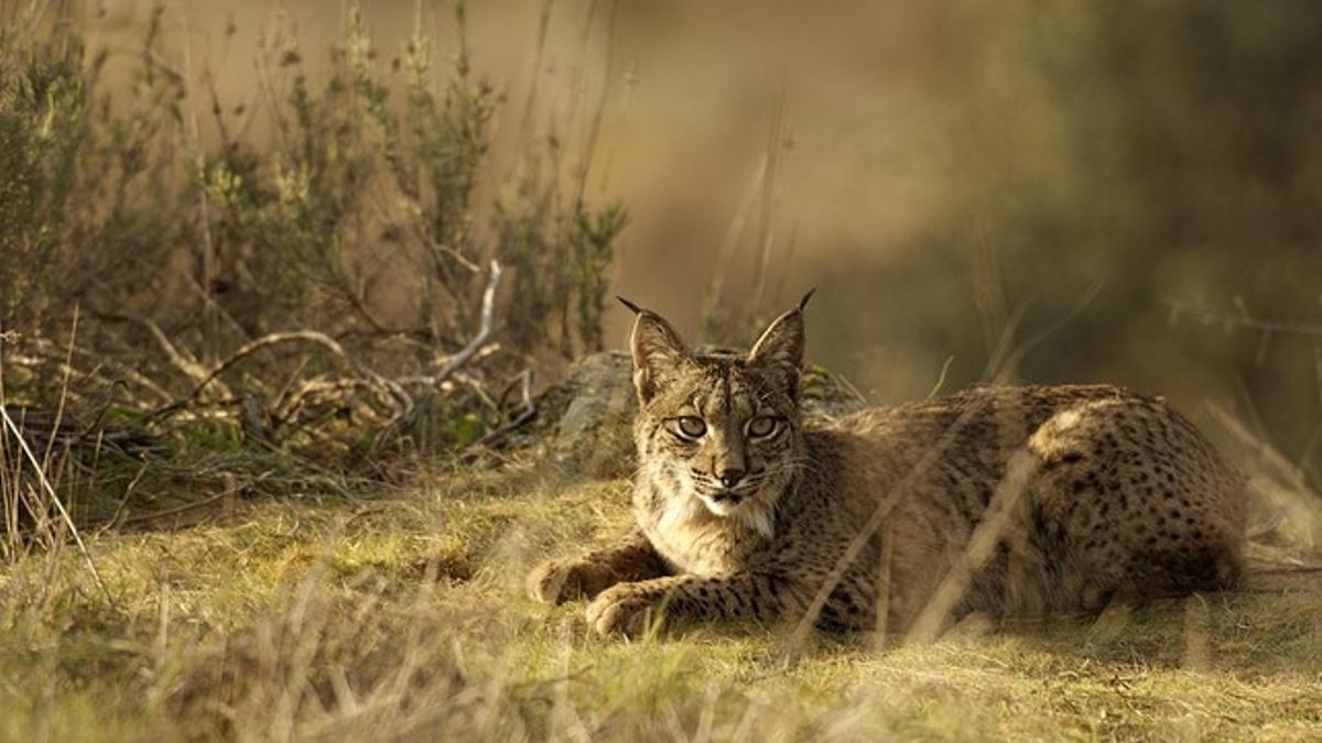 Un lince ibérico