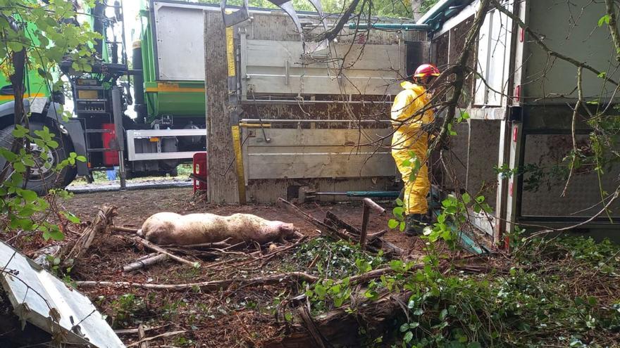 Mueren noventa cerdos tras volcar en Brántega el camión que los transportaba