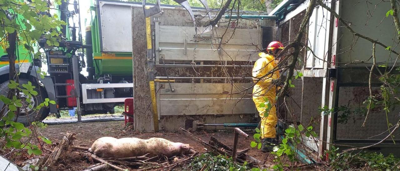 Los bomberos durante las labores de retirada de los cerdos fallecidos, ayer, en Brántega.