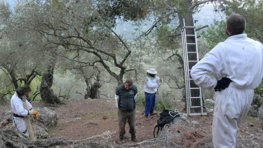 Retiran un nido de avispa asiática