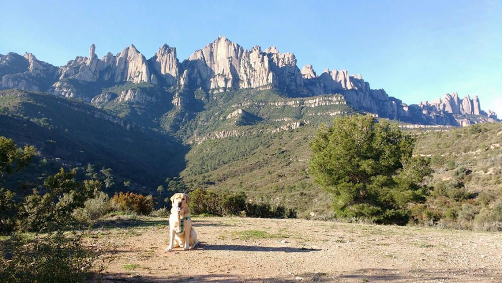 Florit, florit. El bon temps s’acosta i una bona prova d’això és aquest arbre que mostra la imatge, que més florit gairebe és impossible que pugui estar.