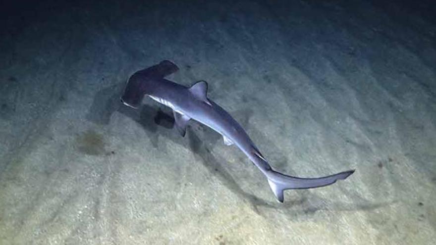 Avistan dos tiburones martillo en Las Canteras