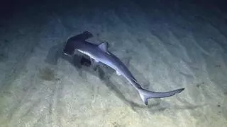 Tiburones y rayas en plena playa urbana: el caso de Las Canteras que llega a Sri Lanka