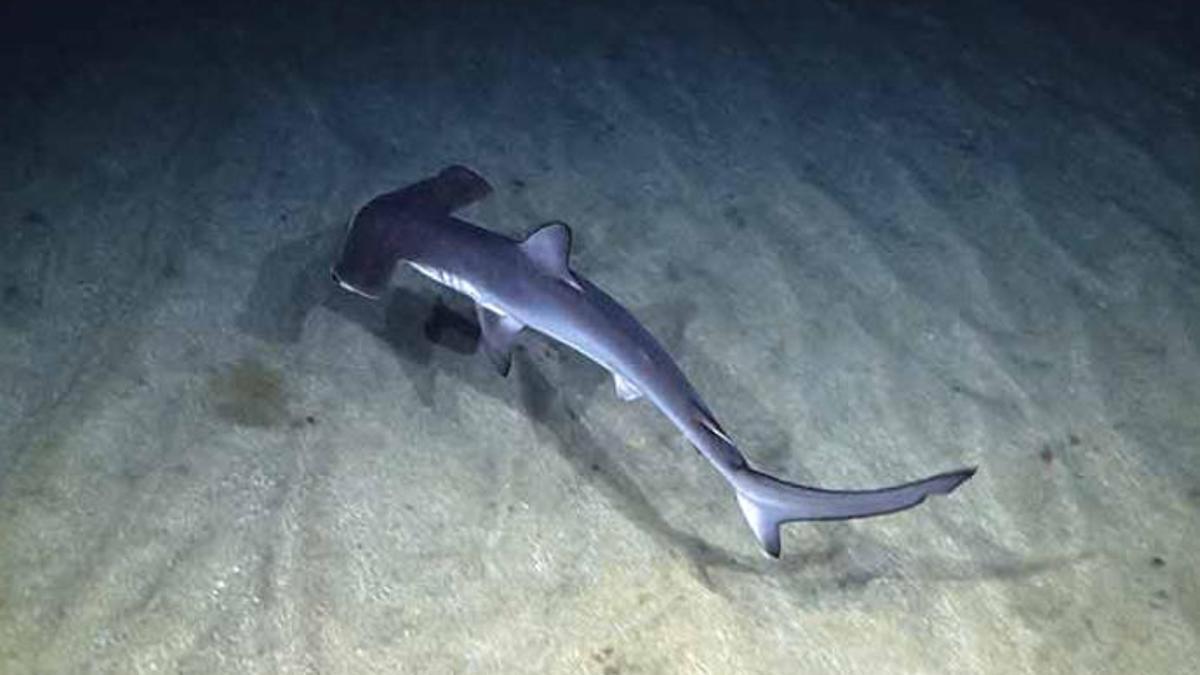 Tiburón martillo avistado en Las Canteras en 2018.